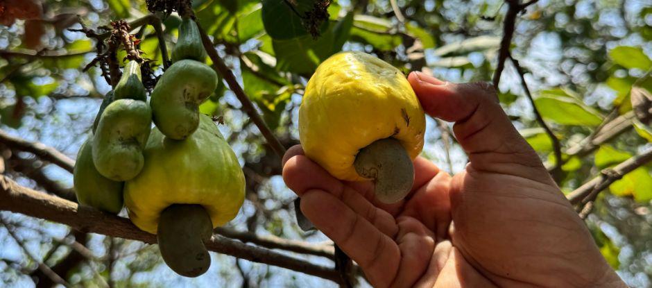 The revival of feni: India’s legacy spirit